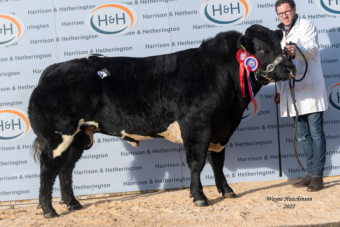 High View Pedro - Male and Overall Champion - 7000gns