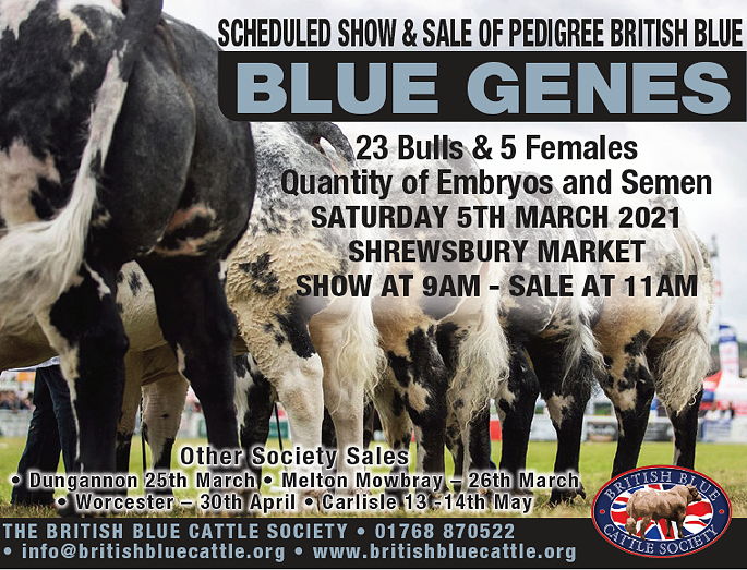 Shrewsbury "Blue Genes" Sale of British Blue Cattle