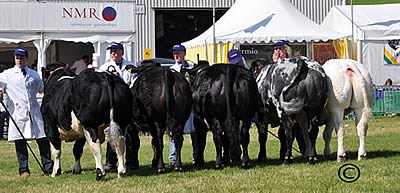 British Blue Team of Five