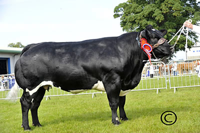 Champion - Solway View Black Beauty