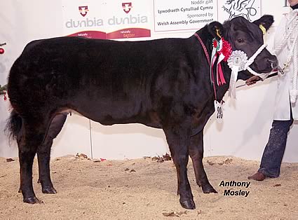 Supreme Baby Beef Champion