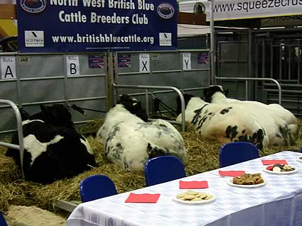 EWF bulls
