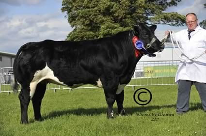 Reserve Supreme Champion - Lyonpark Evelien