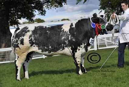 Reserve Champion Female - Solway View Elegance