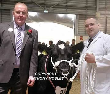Judge Tecwyn Jones presents Kevin Ludgate with the Reserve Champion Purebred Blue for the heifer ‘Tweedale Fidela’