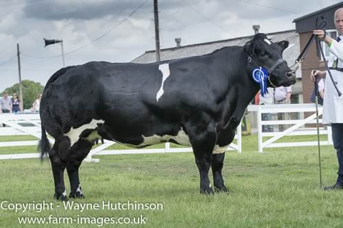 Crieffelview Gracious - Res Female Champion