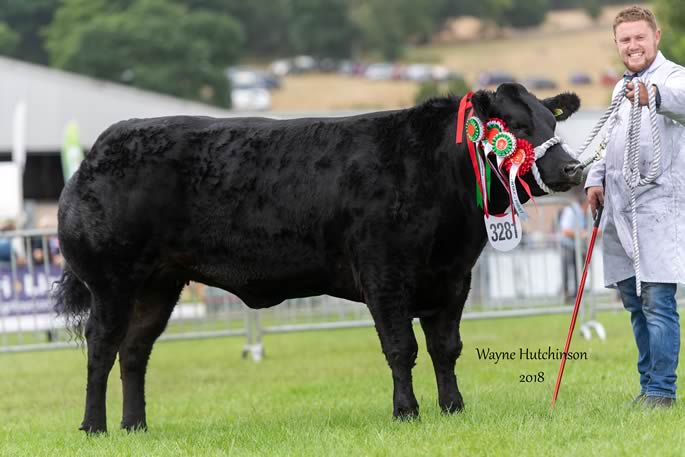 Supreme Champion Commercial was Dream Girl from the Roberts family of Gaerwen