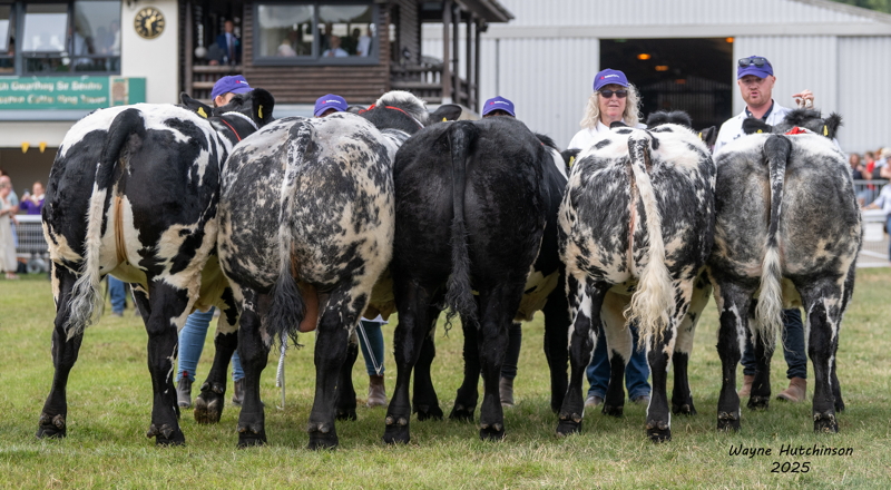 British Blue Group