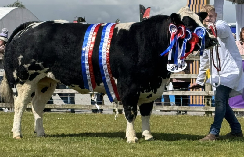 JOHNSTOWN SAPPHIRE