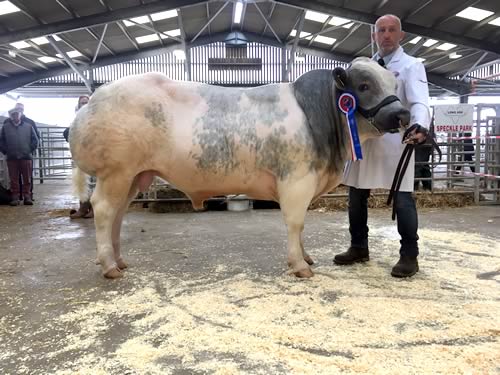 Reserve Breed Champion - Newpole Lomu